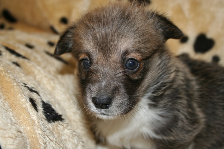 Puppies